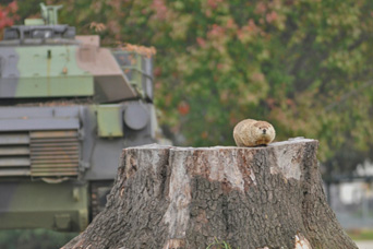 Groundhog with Tank
