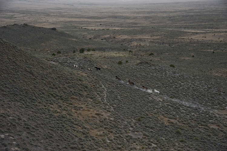 A herd of mustangs trots across the Cedar Mountains north of Ditto, as the Blackhawk helicopter passes. Because the U.S. Bureau of Land Management uses helicopters to round up them up when herds grow too large, they flee from the rotors' sound.