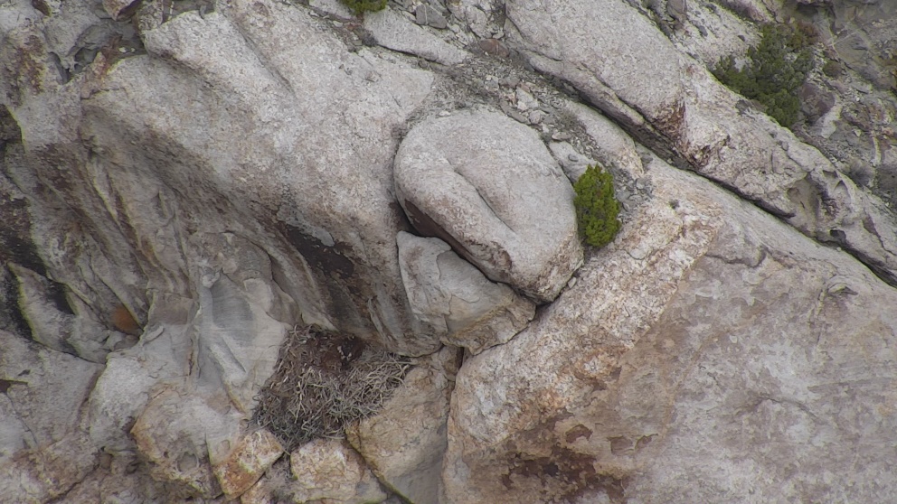 A photo taken by a small unmanned aircraft system (sUAS) confirms a golden eagle nest on Dugway Proving Ground is active with a chick.