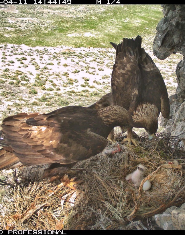 This photo, showing golden eagle parents with their baby, was taken by a nearby remote camera. Remote cameras were placed at nesting locations to compare against the three observation methods that were evaluated during the two-year project.
