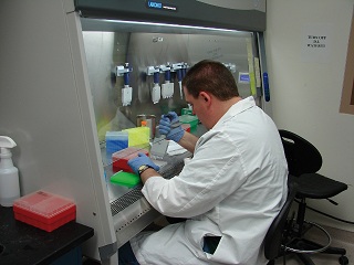 Biologist in a white lab coat and protective gloves performing pipetting during a polymerase chain reaction procedure in a biosafety level 2 hood at Dugways Life Sciences Test Facility